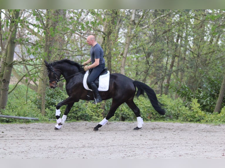 Hannoveraan Merrie 10 Jaar 170 cm Donkerbruin in Haltern am See