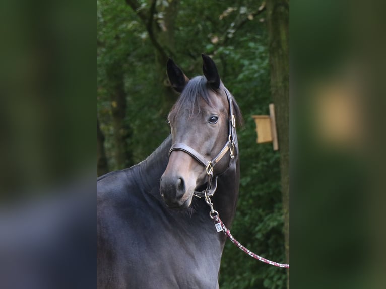 Hannoveraan Merrie 10 Jaar 170 cm Donkerbruin in Haltern am See