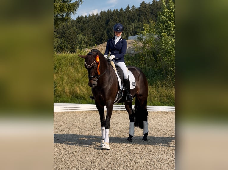 Hannoveraan Merrie 10 Jaar 170 cm Donkerbruin in Wehringen