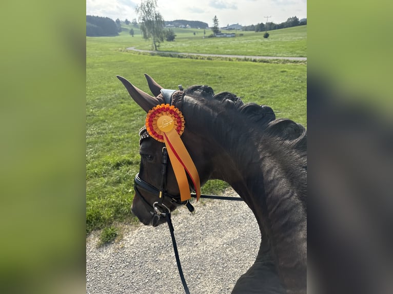 Hannoveraan Merrie 10 Jaar 170 cm Donkerbruin in Wehringen