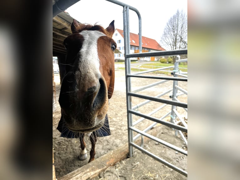 Hannoveraan Merrie 10 Jaar 170 cm Vos in Moos