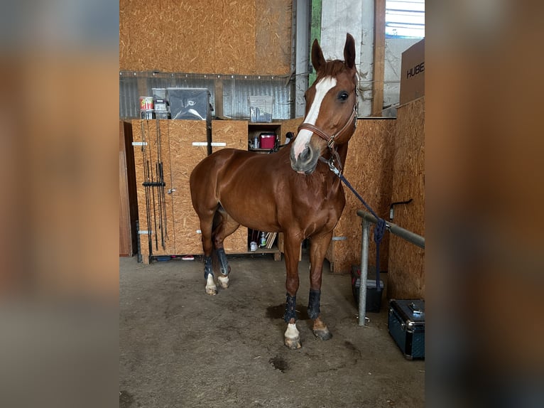 Hannoveraan Merrie 10 Jaar 170 cm Vos in Moos