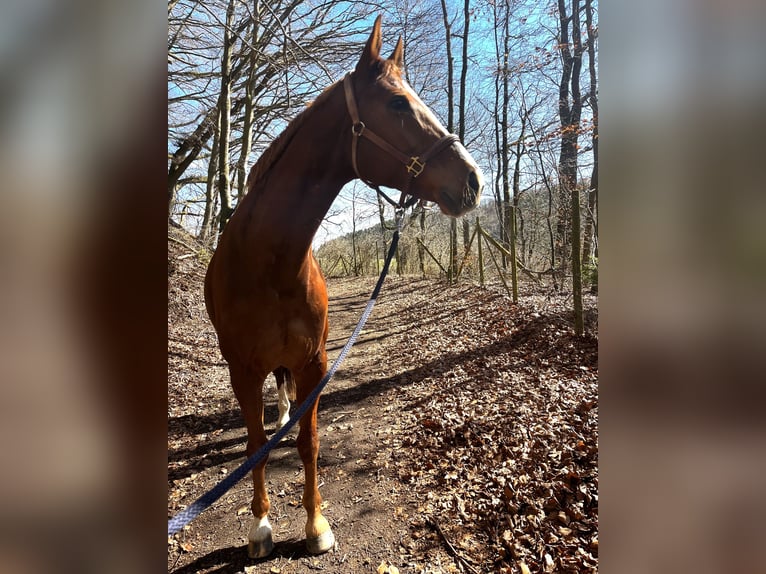 Hannoveraan Merrie 10 Jaar 170 cm Vos in Moos