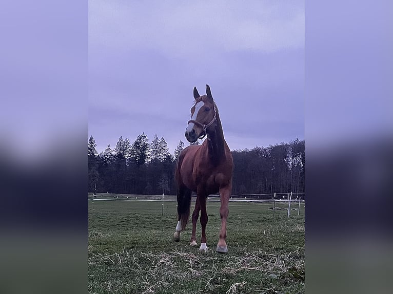 Hannoveraan Merrie 10 Jaar 170 cm Vos in Moos