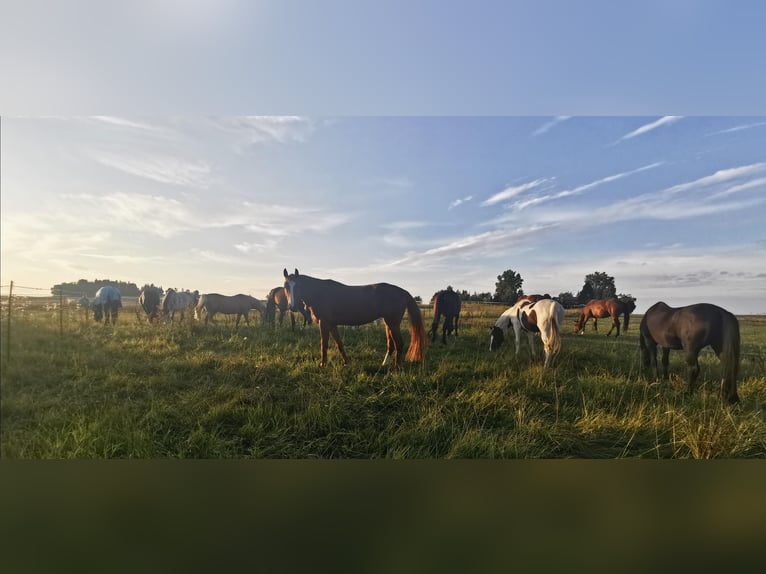 Hannoveraan Merrie 10 Jaar 170 cm Vos in Moos