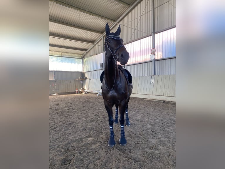 Hannoveraan Merrie 10 Jaar 170 cm Zwartbruin in Aerzen
