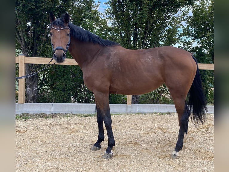 Hannoveraan Merrie 10 Jaar 172 cm Bruin in Iggingen