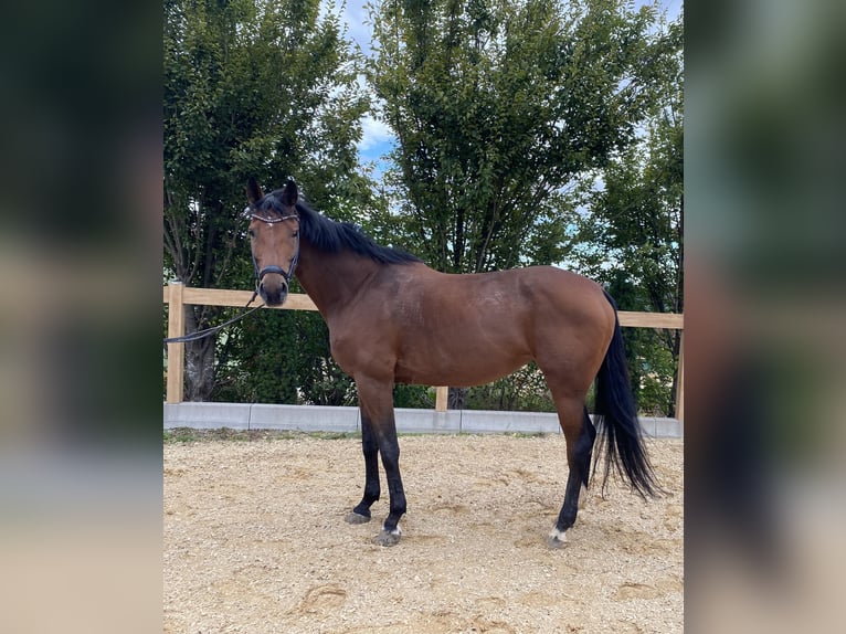 Hannoveraan Merrie 10 Jaar 172 cm Bruin in Iggingen