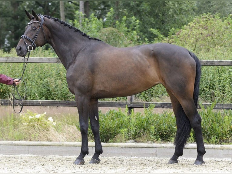 Hannoveraan Merrie 10 Jaar 172 cm Bruin in Sassenberg