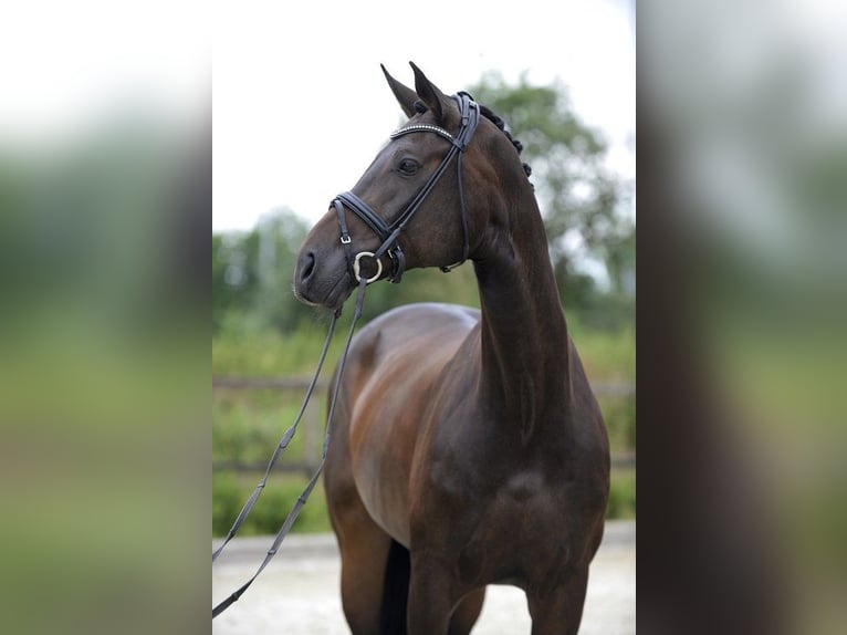 Hannoveraan Merrie 10 Jaar 172 cm Bruin in Sassenberg