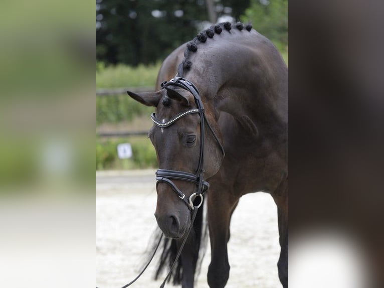 Hannoveraan Merrie 10 Jaar 172 cm Bruin in Sassenberg