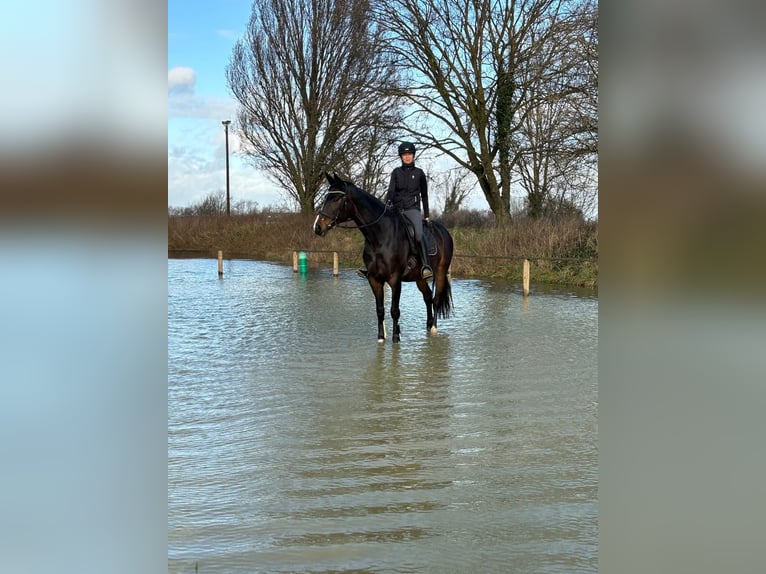 Hannoveraan Merrie 10 Jaar 172 cm Donkerbruin in Hamburg