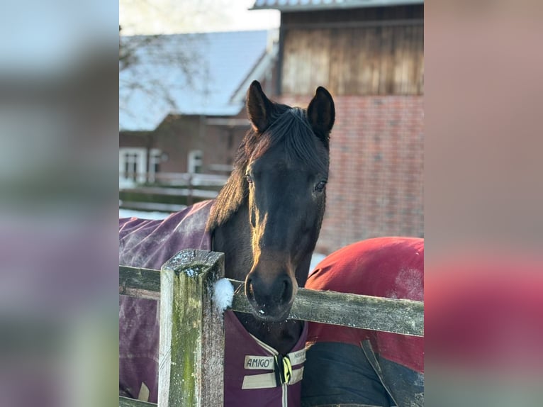 Hannoveraan Merrie 10 Jaar 172 cm Donkerbruin in Lüdinghausen