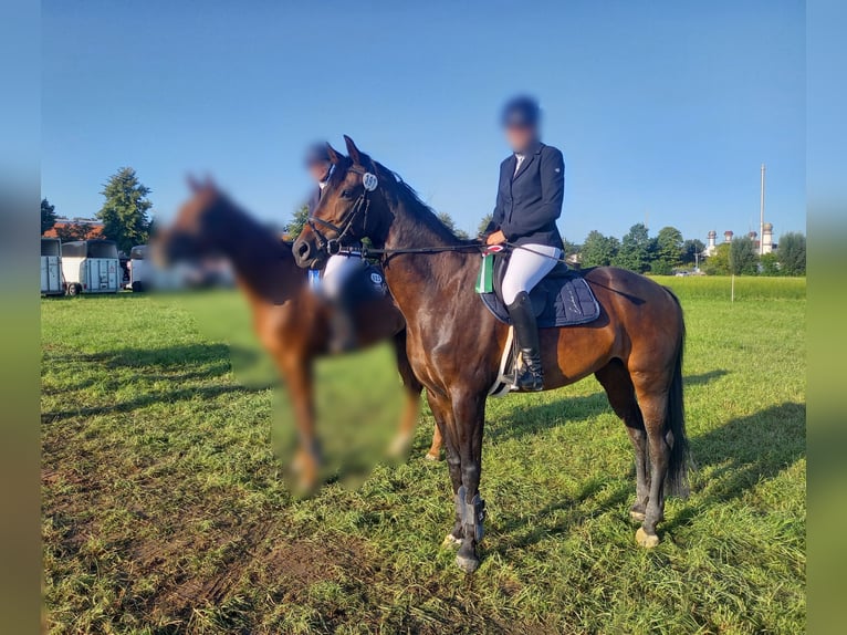 Hannoveraan Merrie 10 Jaar 172 cm Donkerbruin in Lüdinghausen