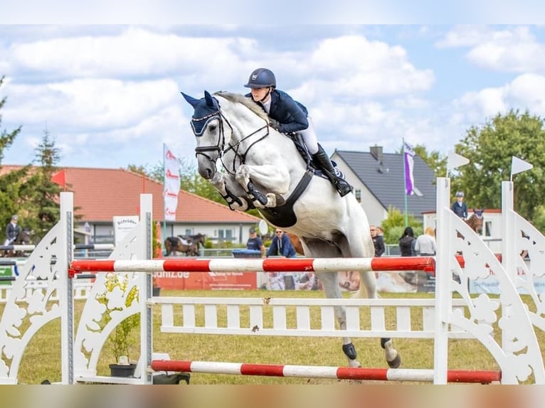 Hannoveraan Merrie 10 Jaar 172 cm Schimmel in Suhlendorf