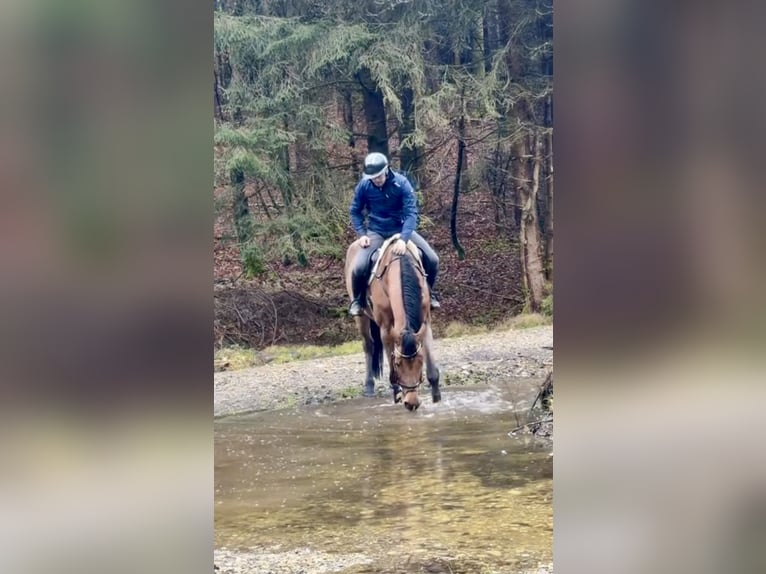 Hannoveraan Merrie 10 Jaar 173 cm Bruin in Altusried