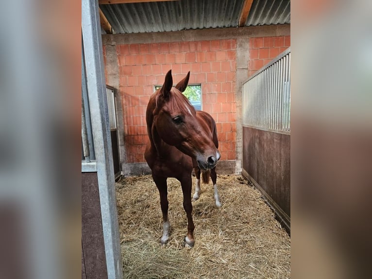Hannoveraan Merrie 10 Jaar 173 cm Donkere-vos in Falkensee