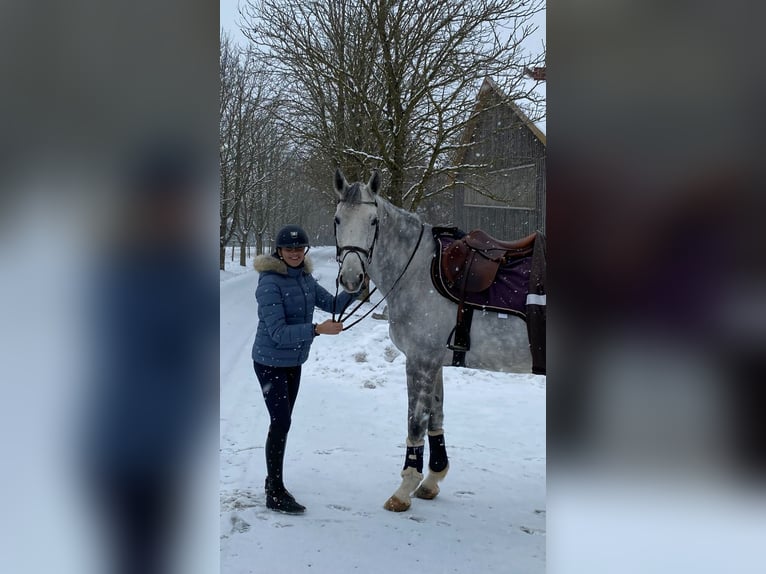 Hannoveraan Merrie 10 Jaar 174 cm Schimmel in Bayreuth
