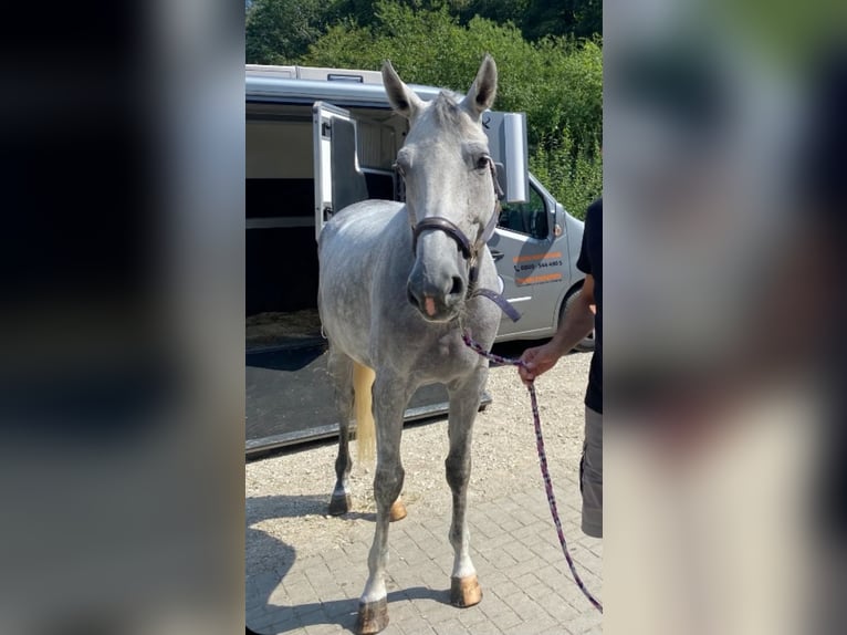 Hannoveraan Merrie 10 Jaar 174 cm Schimmel in Bayreuth