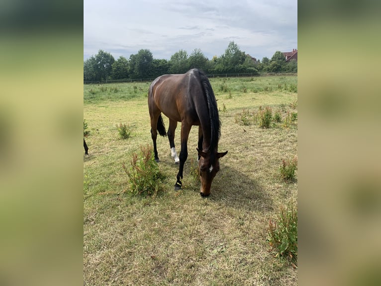 Hannoveraan Merrie 10 Jaar 175 cm Donkerbruin in Syke