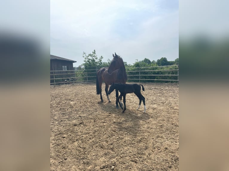 Hannoveraan Merrie 10 Jaar 175 cm Donkerbruin in Syke