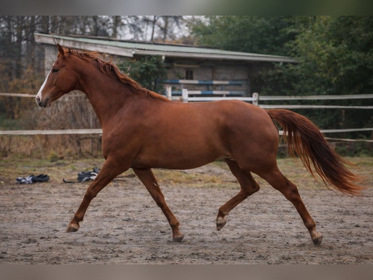 Hannoveraan Merrie 10 Jaar 175 cm Donkere-vos in Lutzhorn