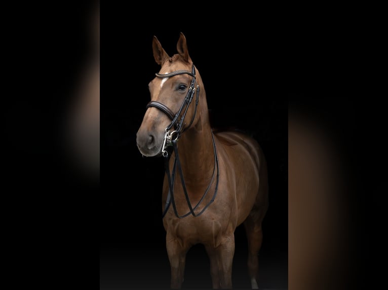 Hannoveraan Merrie 10 Jaar 175 cm Vos in Künzing