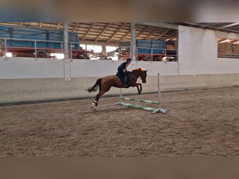 Hannoveraan Merrie 10 Jaar 175 cm Vos in Bönnigheim