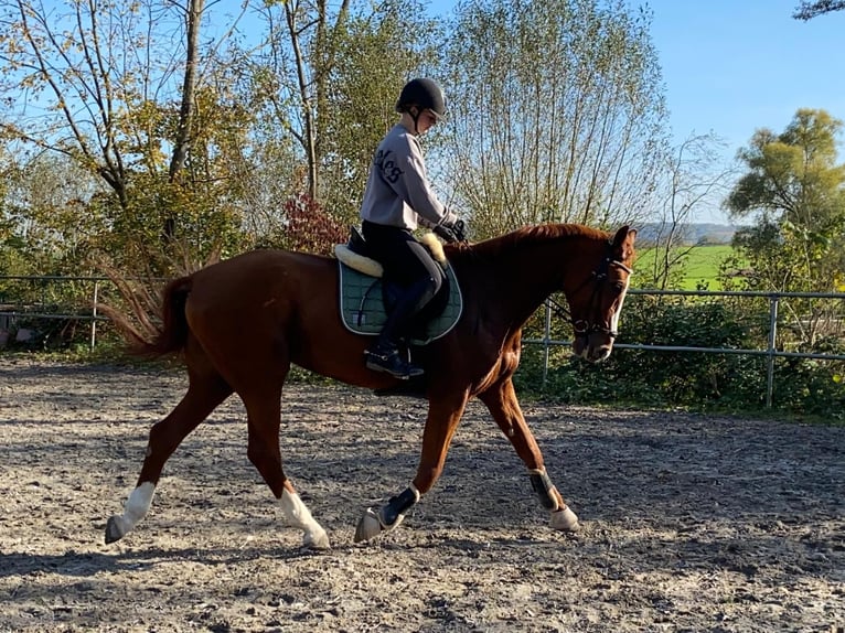 Hannoveraan Merrie 10 Jaar 175 cm Vos in Bönnigheim