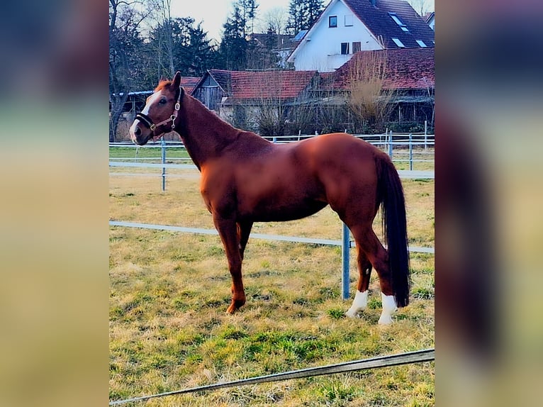 Hannoveraan Merrie 10 Jaar 175 cm Vos in Bönnigheim