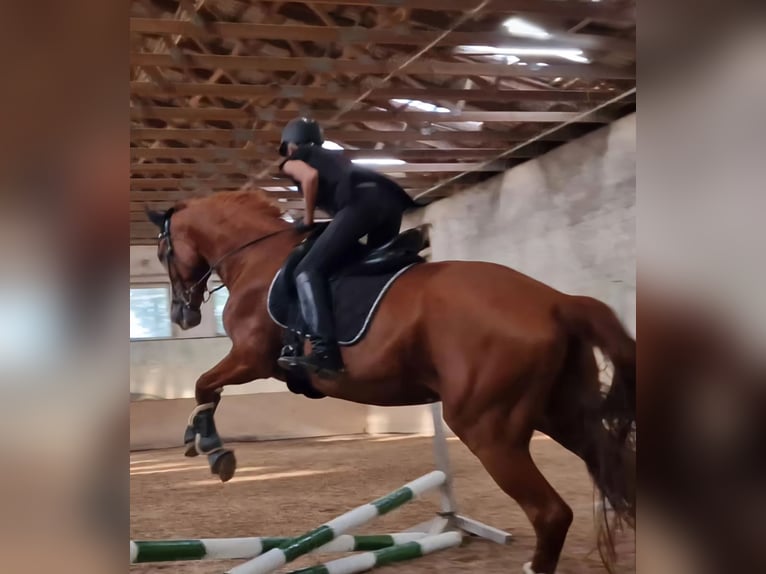 Hannoveraan Merrie 10 Jaar 176 cm Vos in B&#xF6;nnigheim