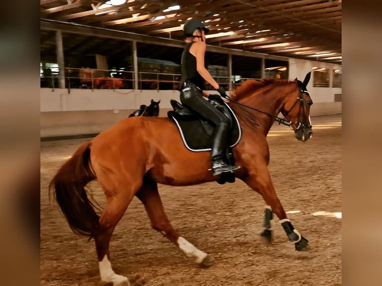 Hannoveraan Merrie 10 Jaar 176 cm Vos in B&#xF6;nnigheim