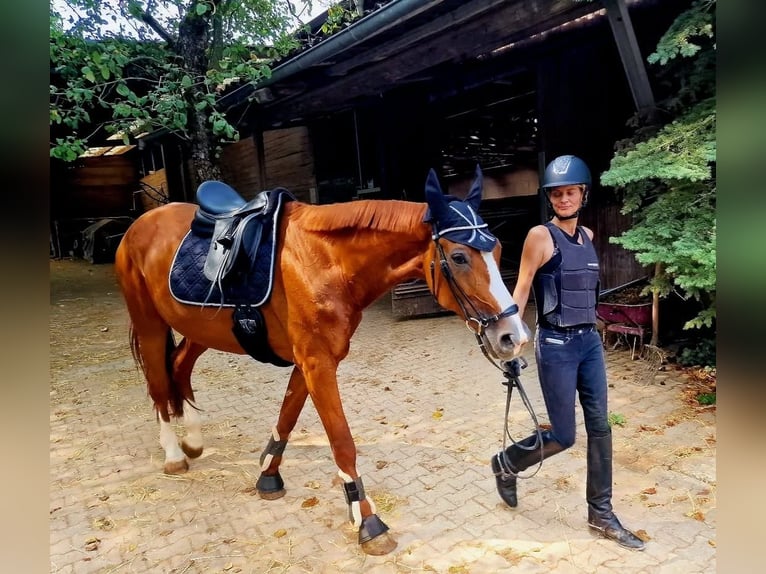 Hannoveraan Merrie 10 Jaar 176 cm Vos in B&#xF6;nnigheim