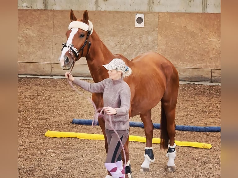 Hannoveraan Merrie 10 Jaar 176 cm Vos in B&#xF6;nnigheim