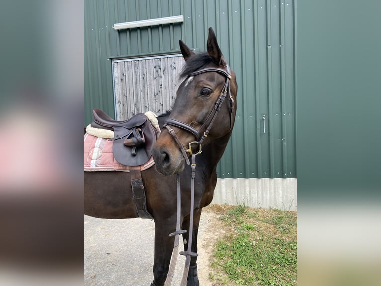 Hannoveraan Merrie 10 Jaar 176 cm Zwartbruin in Gelnhausen