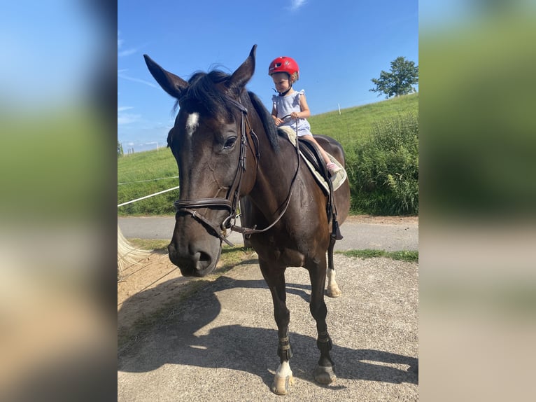 Hannoveraan Merrie 10 Jaar 176 cm Zwartbruin in Gelnhausen