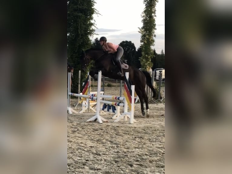 Hannoveraan Merrie 10 Jaar 176 cm Zwartbruin in Gelnhausen