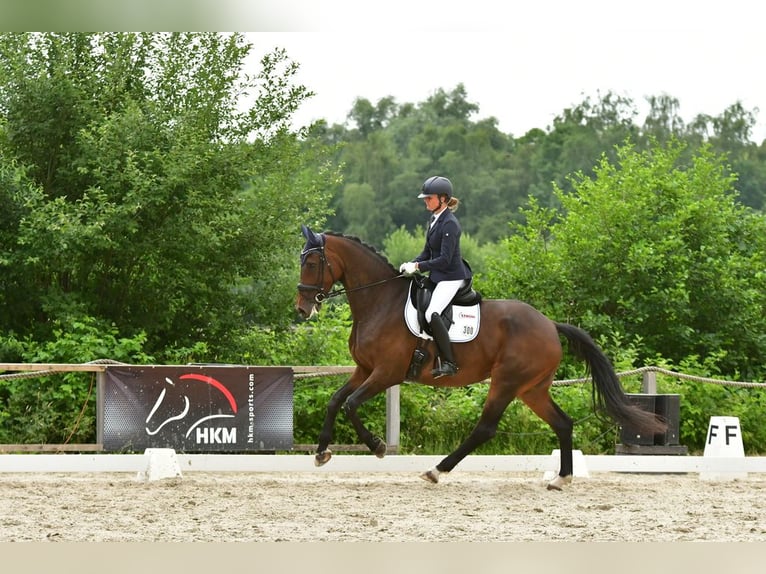 Hannoveraan Merrie 10 Jaar 178 cm Donkerbruin in Marschacht