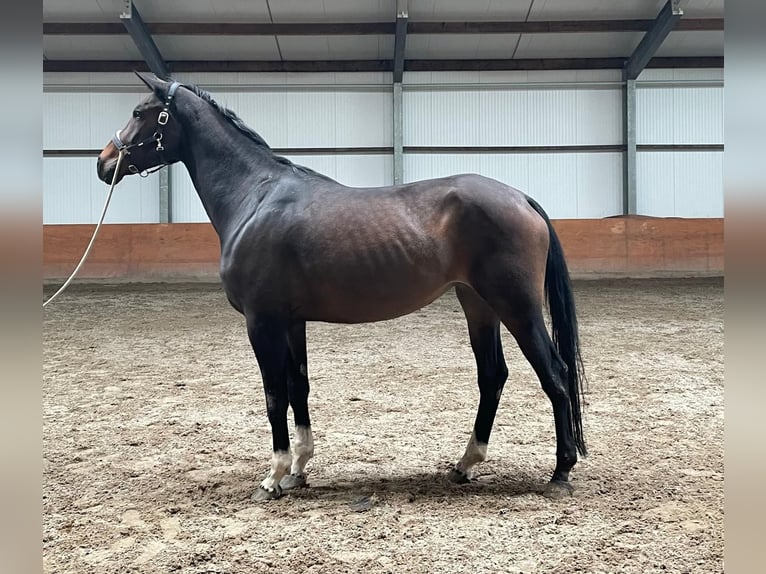 Hannoveraan Merrie 10 Jaar 180 cm Bruin in Ommeren