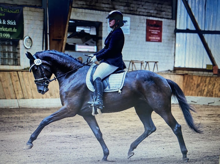 Hannoveraan Merrie 10 Jaar 180 cm Zwart in Steinburg