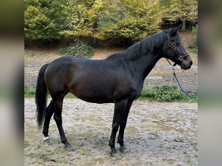 Hannoveraan Merrie 10 Jaar Zwartbruin in Lahr/Schwarzwald
