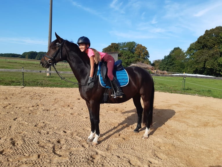 Hannoveraan Merrie 11 Jaar 153 cm Bruin in Thalmässing