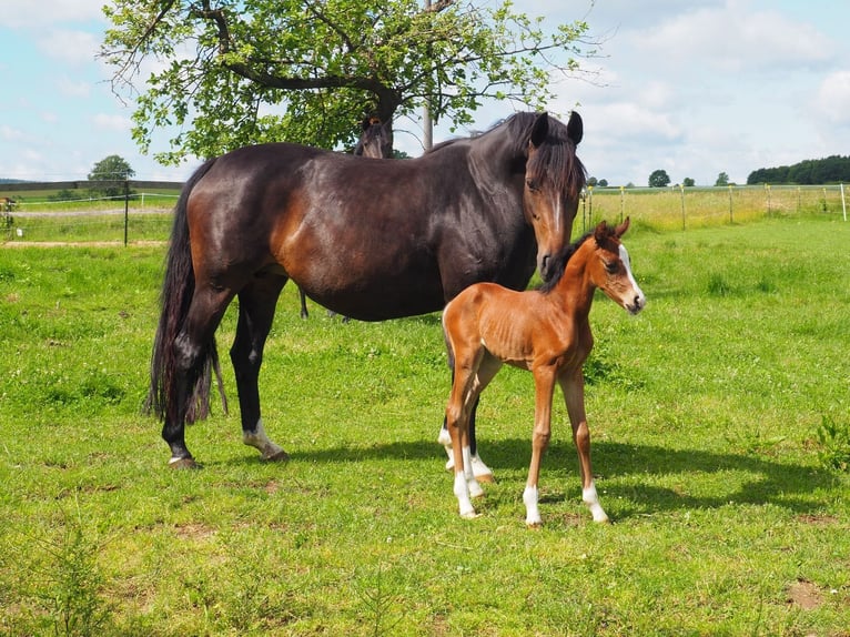 Hannoveraan Merrie 11 Jaar 153 cm Bruin in Thalmässing