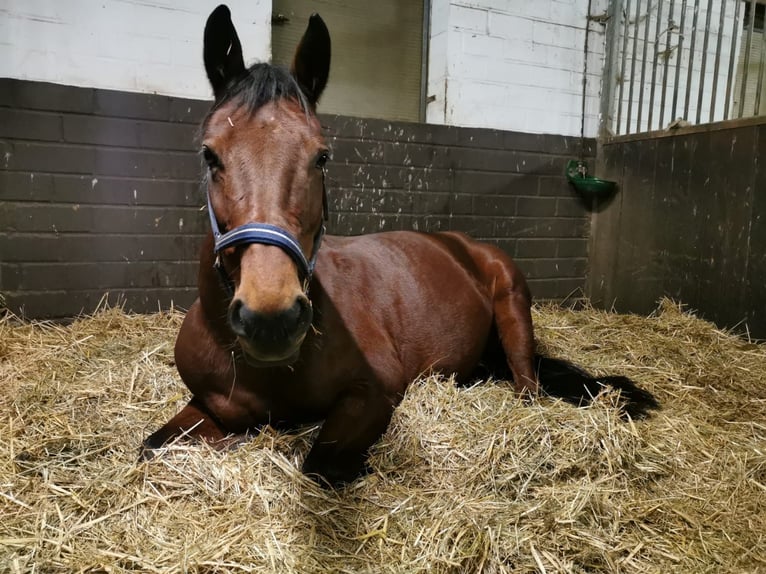 Hannoveraan Mix Merrie 11 Jaar 155 cm Bruin in Brandis