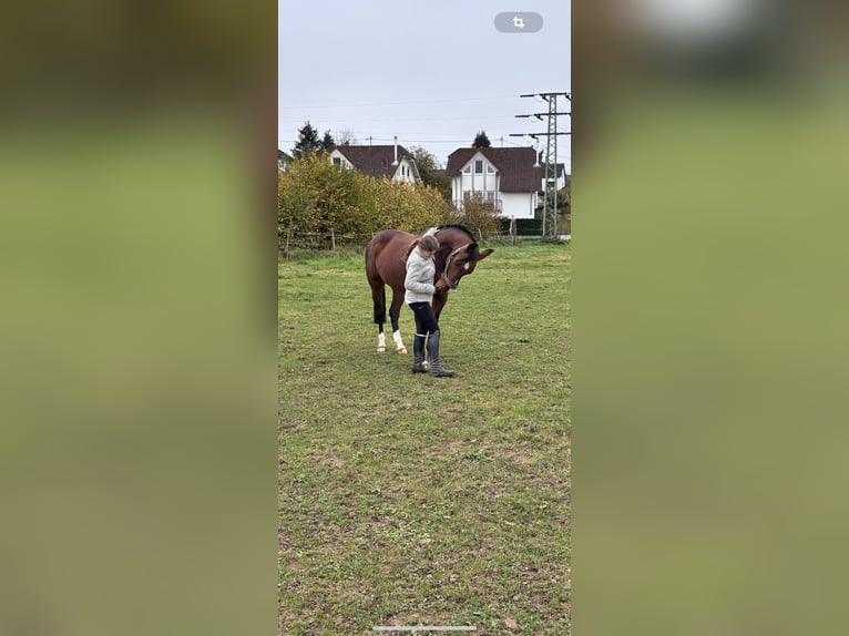 Hannoveraan Merrie 11 Jaar 156 cm Bruin in Merzig-Ballern