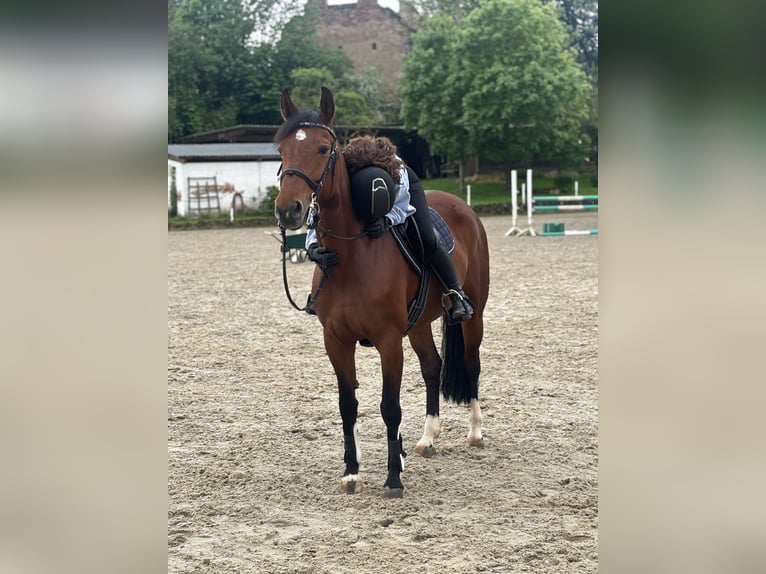 Hannoveraan Merrie 11 Jaar 156 cm Bruin in Merzig-Ballern