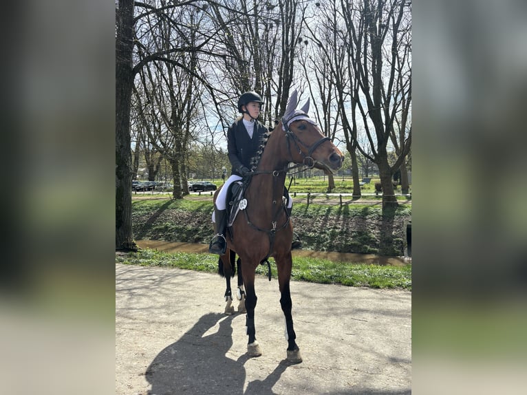 Hannoveraan Merrie 11 Jaar 156 cm Bruin in Merzig-Ballern