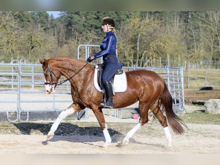 Hannoveraan Merrie 11 Jaar 160 cm Vos in W&#xFC;rzburg