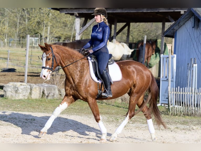 Hannoveraan Merrie 11 Jaar 160 cm Vos in W&#xFC;rzburg