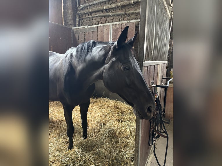 Hannoveraan Merrie 11 Jaar 160 cm Zwart in Düsseldorf